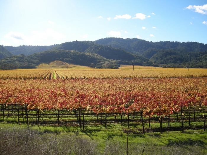 'Winery Wedding In Napa Valley, CA' Image #1